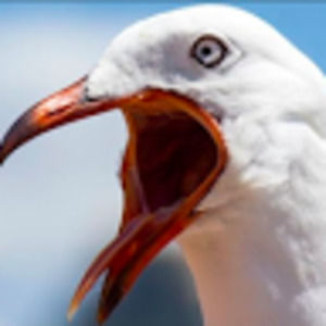 Meet your Posher, Dylan